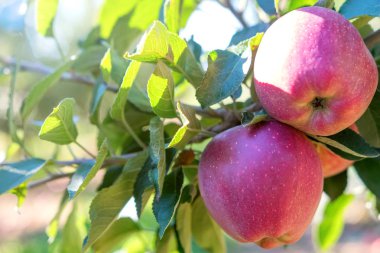 Meyve Bahçesinde Olgun Kırmızı Elmalar, Elma Ağacı